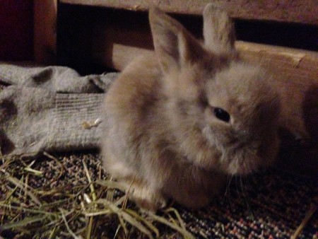 Här har vi ungen med färgen isabella. En hane.(BÄTTRE BILDER KOMMER)